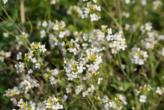 Thale cress,.Arabidopsis thaliana white flowers closeup selective focus