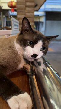 Vertical video of lonely Thai domestic brown cat leaning and lying on stainless balcony railing, absentminded thinking and missing of owner.
