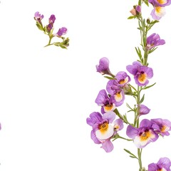 Obraz premium Blooming Purple Nemesia Flowers with White Background for Floral Design
