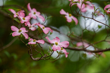 Close-up of pink Dogwood (Cornus florida) flowers blooming in spring