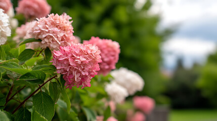 Hydrangea paniculata blooming outdoors, Vanille Fraise panicled hydrangea with pink and white flowers in summer garden