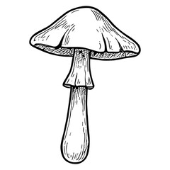 Mushroom 10