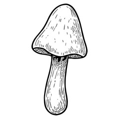 Mushroom 14