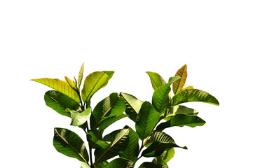 Obraz premium Close-up green leaf transparent background