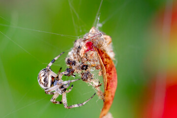 Spider Having Lunch