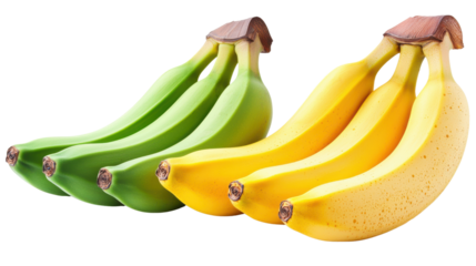A closeup image showing a group of fresh ripe bananas in various shades of green and yellow arranged on a plain white background with minimal distractions