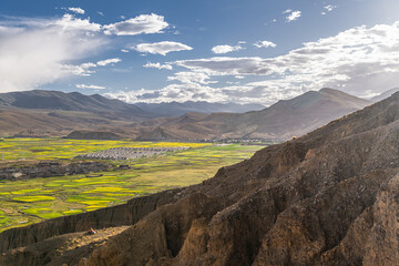 Sakya village, canola blossoms in Sakya village, Tibet, sunset sky, copy space for text