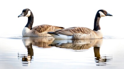 Obraz premium Surreal Canada Geese Lake Photo: Dreamlike Avian Reflections, Still Water, Mystical Birds