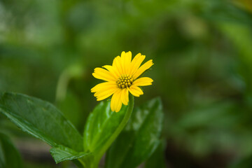 yellow dandelion flower