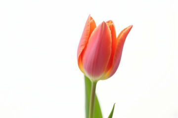 Captivating Close-Up, A Single Tulip Petal Showcasing Delicate Textures and Vibrant Colors Against a Clean, Bright, and Minimalistic White Canvas
