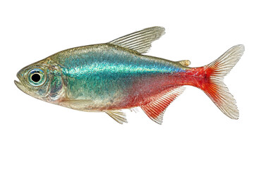 A Neon Tetra fish with a blue and red tail is swimming in the water