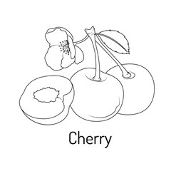 Black and white cherry fruit illustration with blossom. Perfect for kids coloring books, botanical prints, educational materials, and food-related design projects.
