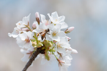 満開のさくらの花で集密するミツバチ