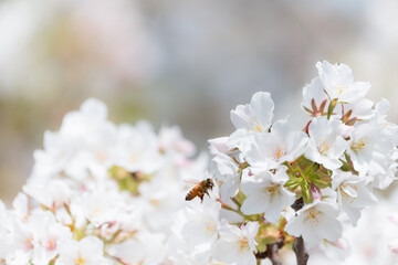 満開のさくらの花で集密するミツバチ