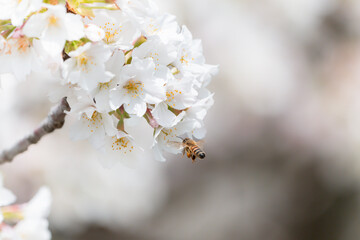 満開のさくらの花で集密するミツバチ