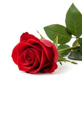 Fototapeta premium Close-up view of a fully bloomed red rose, captured on a bright, clean white background.
