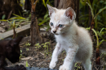 Cute light-colored kitten with blue eyes curiously exploring its outdoor surroundings