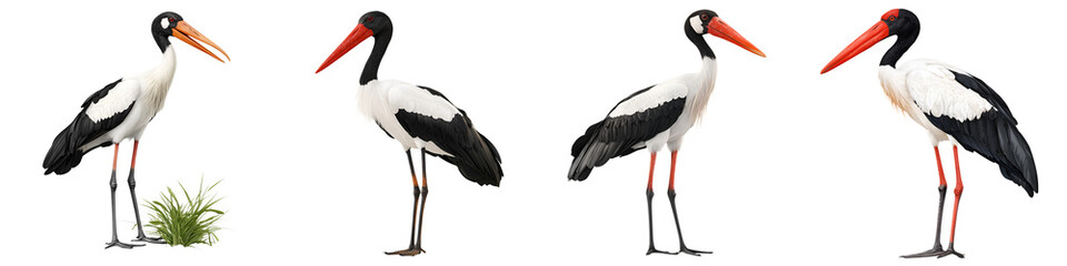 Obraz premium Group of storks standing in a natural habitat