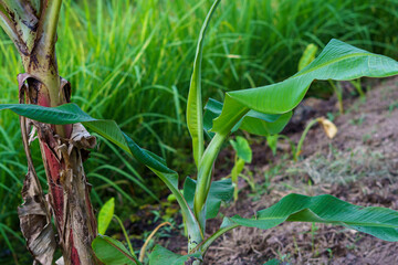 Vibrant young green banana leaves unfurling from a developing shoot in a tropical garden