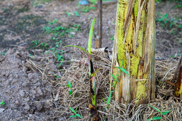 Young green banana shoot emerging beside a mature trunk in fertile tropical soil
