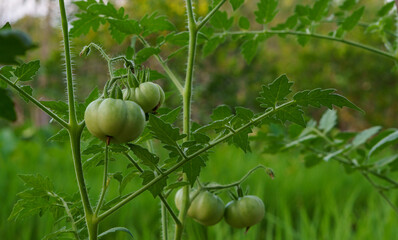 Young green tomatoes growing on a healthy plant in a lush garden setting