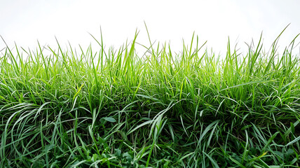 Fresh green grass patch isolated on white background close up view