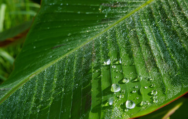 Glistening water droplets on the textured surface of a vibrant green banana leaf