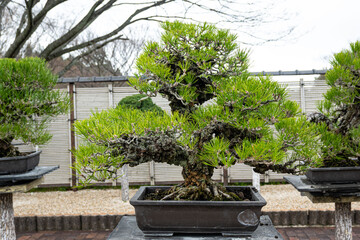 A beautiful curved green small Bonsai conifer in a black container outside at daytime during spring in a Japanese garden in Hiroshima.