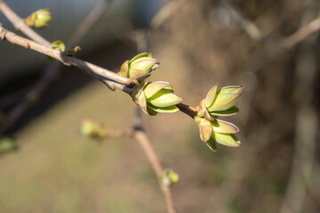 lilac branch with buds