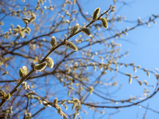 willow branches in spring