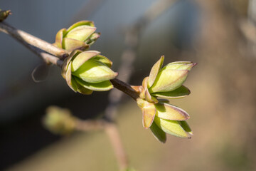 lilac branch in spring closeup