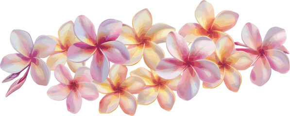 A series of frangipani flowers with pink and yellow petals.. Vector design illustration for Decoration