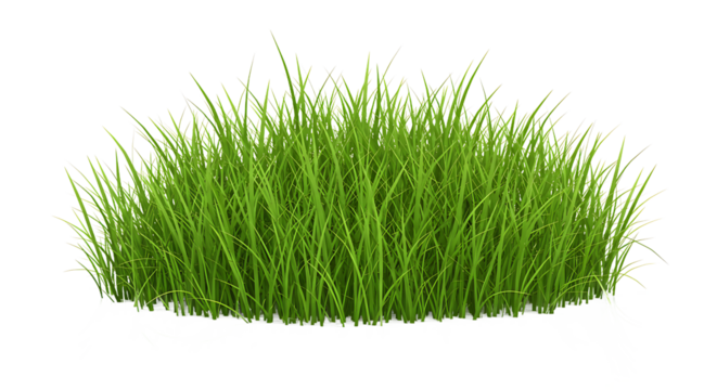 A clump of vibrant green grass isolated on a black background in a studio shot for decoration