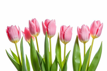 Fototapeta premium Elegant Row of Pink Tulips Isolated on White Background Symbolizing Spring, Beauty, and New Beginnings in Floral Art Composition