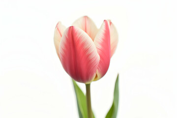 Fototapeta premium Elegant single tulip flower with vibrant pink petals and delicate white margins, standing gracefully against a pristine backdrop symbolizing purity and simplicity