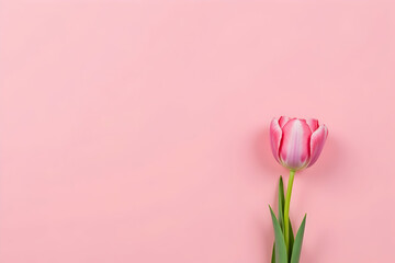 Fototapeta premium Elegant single tulip on a soft pink canvas perfect for springtime greetings, floral designs, or minimalist themed projects conveying delicate beauty