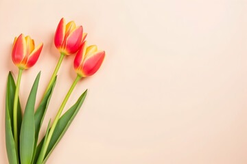 Fototapeta premium Elegant tulip blooms in minimalist arrangement, showcasing delicate petals and vibrant hues on a soft pastel backdrop, evokes springtime beauty and tranquility