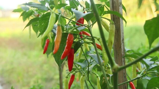 Capsicum frutescens or cayenne pepper on an organic plantation that produces chilies with different levels of ripeness