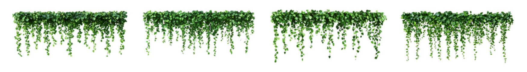 An eliment set of Green hanging ivy or hedera helix. Ivy curtain, green creeper vines. Green hanging ivy or hedera helix on islated transfarent background, PNG.