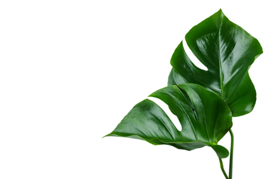 Fresh monstera leaves bring tropical vibes and summer fun, isolated on white, PNG