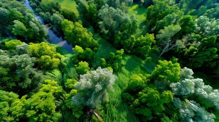 Naklejka premium Aerial View Lush Green Forest River - Aerial Photography