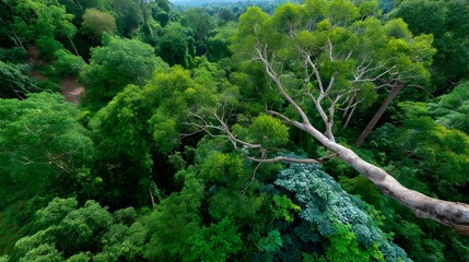 Obraz premium Lush Rainforest Canopy Aerial View - Aerial perspectives