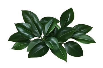 Isolated Green Leaf Arrangement On Transparent Background Photo