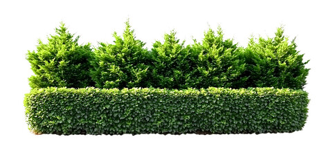 Green tall hedge and evergreen shrubs (Cypress, Arborvitae, Boxwood, Laurel, Privet). PNG, isolated on transparent background with clipping path cutout.,

