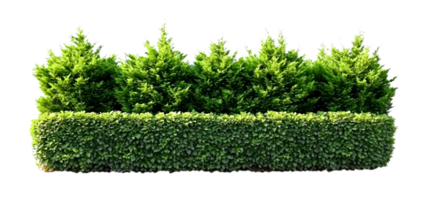 Green tall hedge and evergreen shrubs (Cypress, Arborvitae, Boxwood, Laurel, Privet). PNG, isolated on transparent background with clipping path cutout.,

