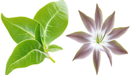 Isolated Illustration of Green Leaves and a Delicate Purple Flower