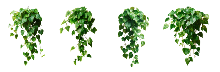 An eliment set of Lush green heartleaf philodendron vine cascading down a white background in a vibrant botanical  with a clean and modern style  on islated transfarent background, PNG.