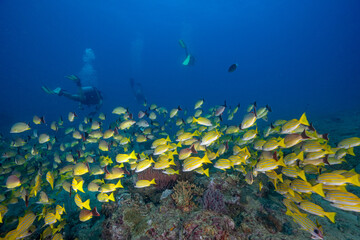 Underwater image taken while scuba diving off Havelock Island (Andaman and Nicobar Islands, India)