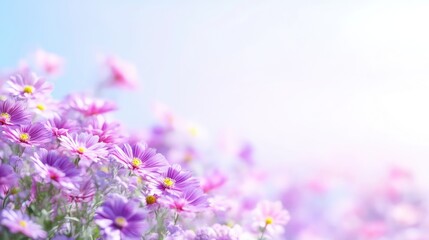 Naklejka premium Cosmos Flowers Delicate Blooms Soft Focus Photography Shallow Depth of Field Gentle Swaying Springtime Pastel Hues Ideal for Springtime Greetings