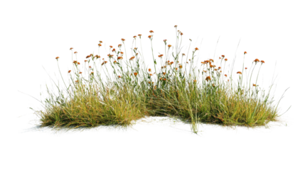Detailed depiction of meadow grass and flowers isolated against black background